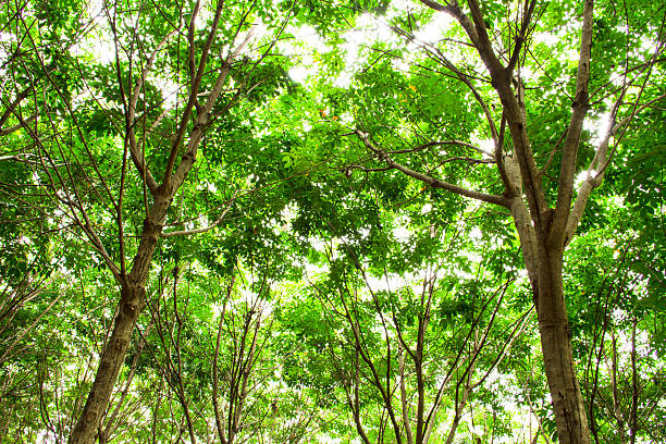 istock Rubber plantation in the southern, Thailand 457968491