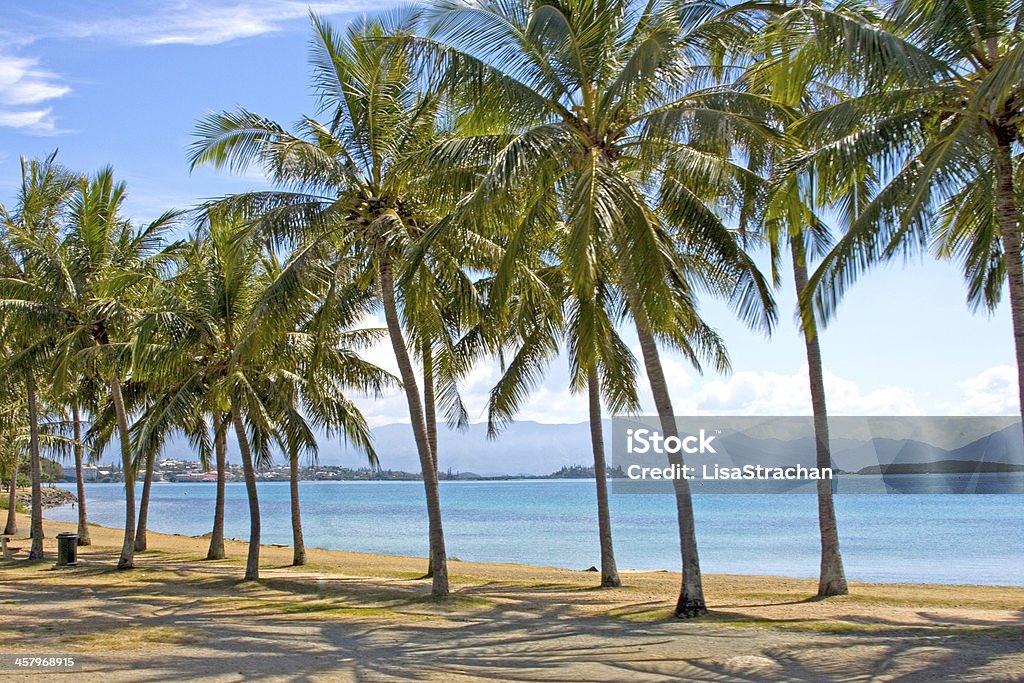 Palm tree lined beach front of Noumea, New Caledonia. Noumea Stock Photo