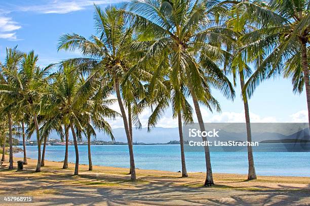 Palm Tree Lined Beach Front Of Noumea New Caledonia Stock Photo - Download Image Now
