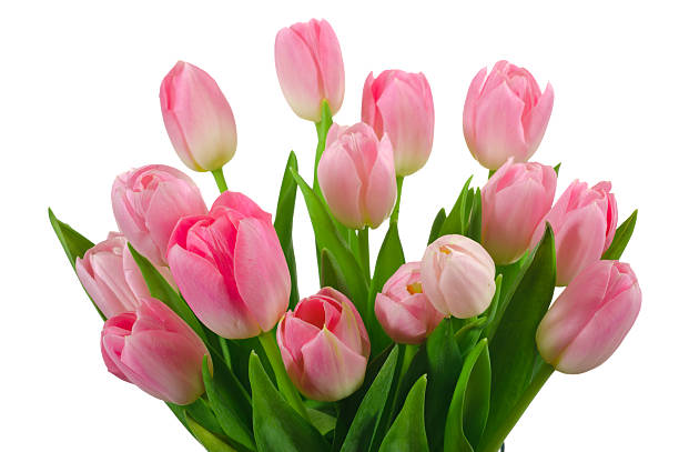 istock bunch of tulips 457969395
