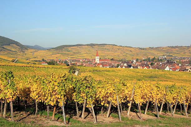 istock Vineyard of Alsace in Ammerschwihr 457970197