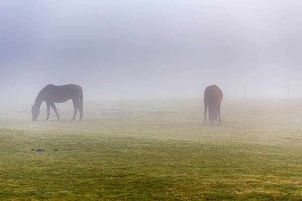 istock two brown horse in enclosure 457972871