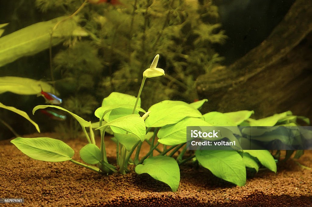 Aquarium with plants Blooming anubias plant in the aquarium Fish Tank Stock Photo