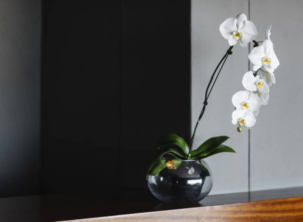 istock Orchids in vase on counter 457980299
