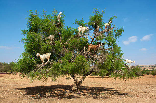 Goats on tree eating argan, in Marocco Moroccan goats in an Argan tree (Argania spinosa) eating Argan nuts morocco photos stock pictures, royalty-free photos & images