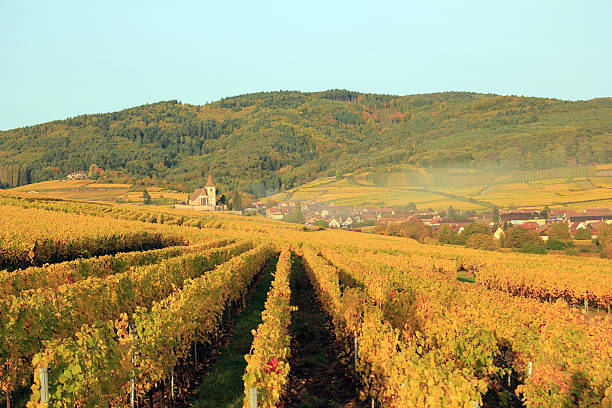 istock Vineyard of Alsace in Hunawihr 458013111