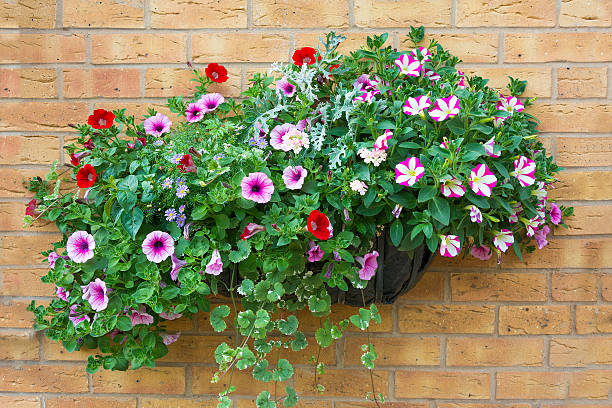 istock Summer bedding flowers in a wall mounted basket. 458014919