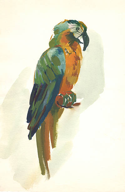 wodne parrot rys - egzotyczny ptak obrazy stock illustrations