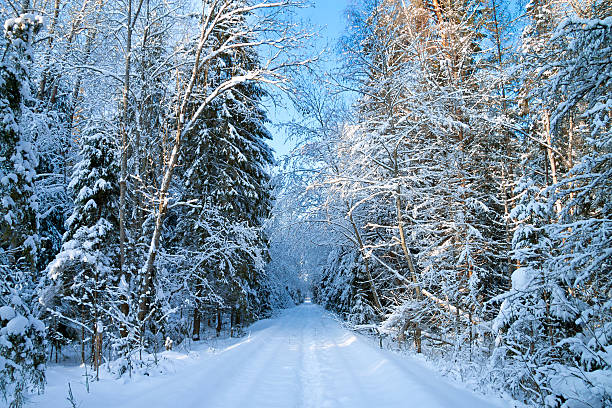 istock winter landscape with the forest and road 458023641