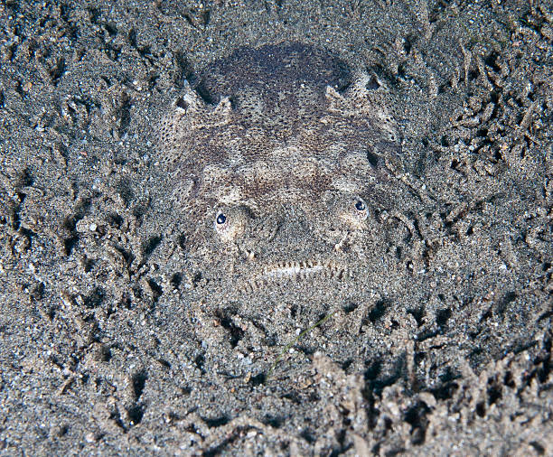 Stargazer in sand Stargazer in sand stargazer fish stock pictures, royalty-free photos & images