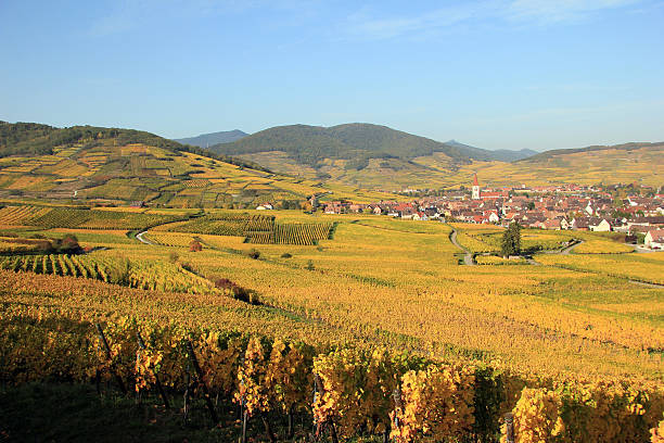 Vineyard of Alsace in Ammerschwihr