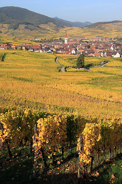 istock Vineyard of Alsace in Ammerschwihr 458054533