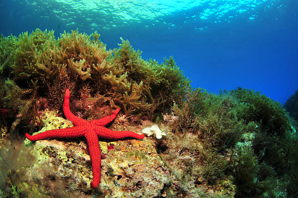 istock Red Starfish on the Sea Rock 458058647