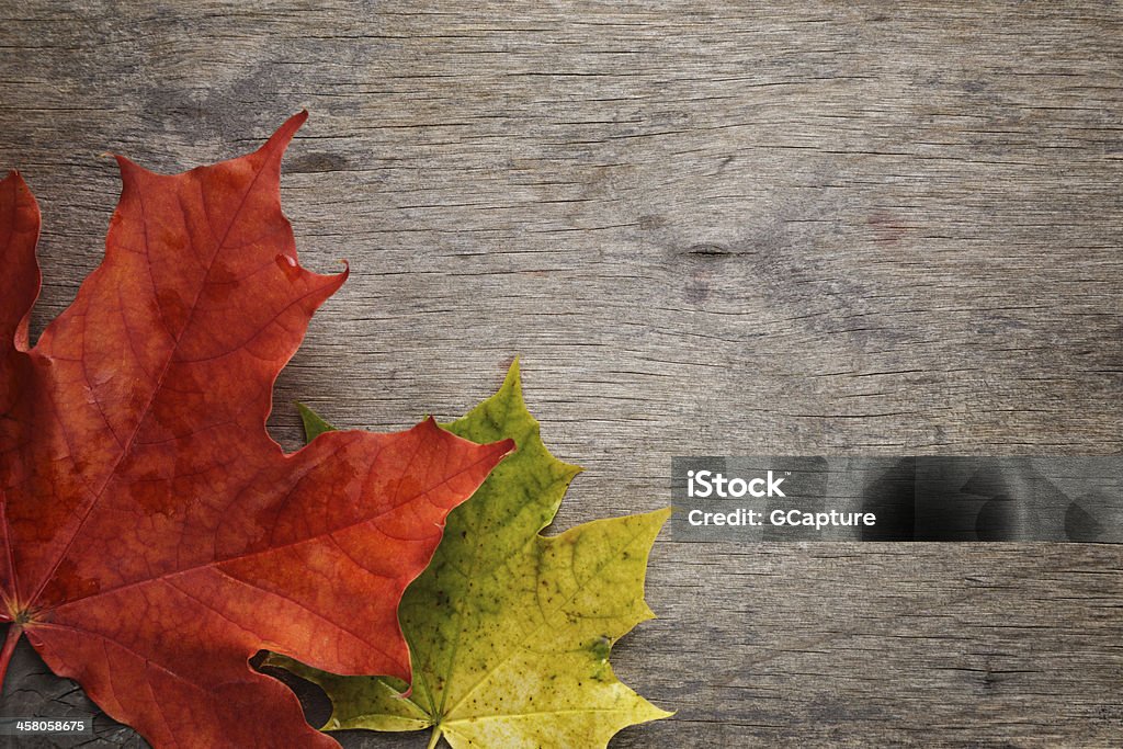 autumn maple leaves en superficie de madera - Foto de stock de Amarillo - Color libre de derechos