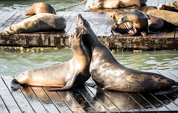 istock Sea Lions on Pier 39 San Francisco 458060505