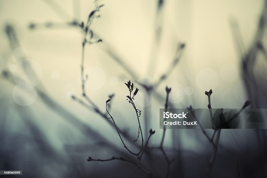 Силуэт полевые цветы в луг на закате - Стоковые фото Абстрактный роялти-фри