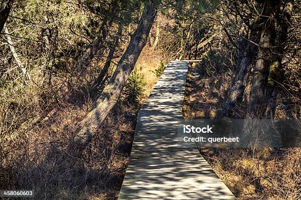 Fahrt Durch Die Natur Amrum In Deutschland Stockfoto und mehr Bilder von Baum - Baum, Brücke, Deutsche Nordseeregion