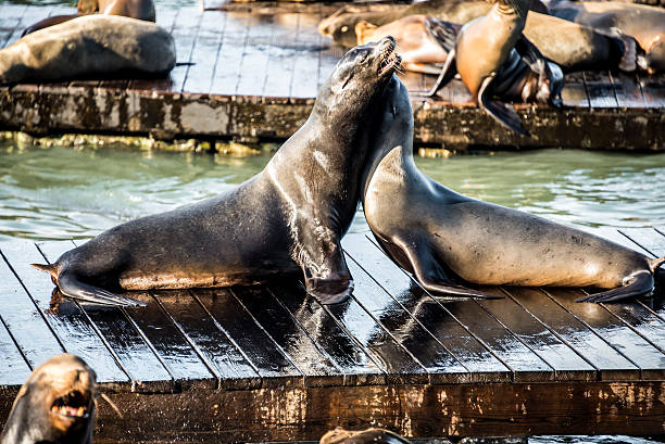 istock Sea Lions in Battle Over Space 458060715