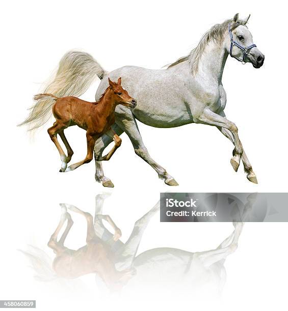 Arabische Pferde Stute Und Fohlen Im Galopp Isoliert Auf Weiss Stockfoto und mehr Bilder von Araberpferd