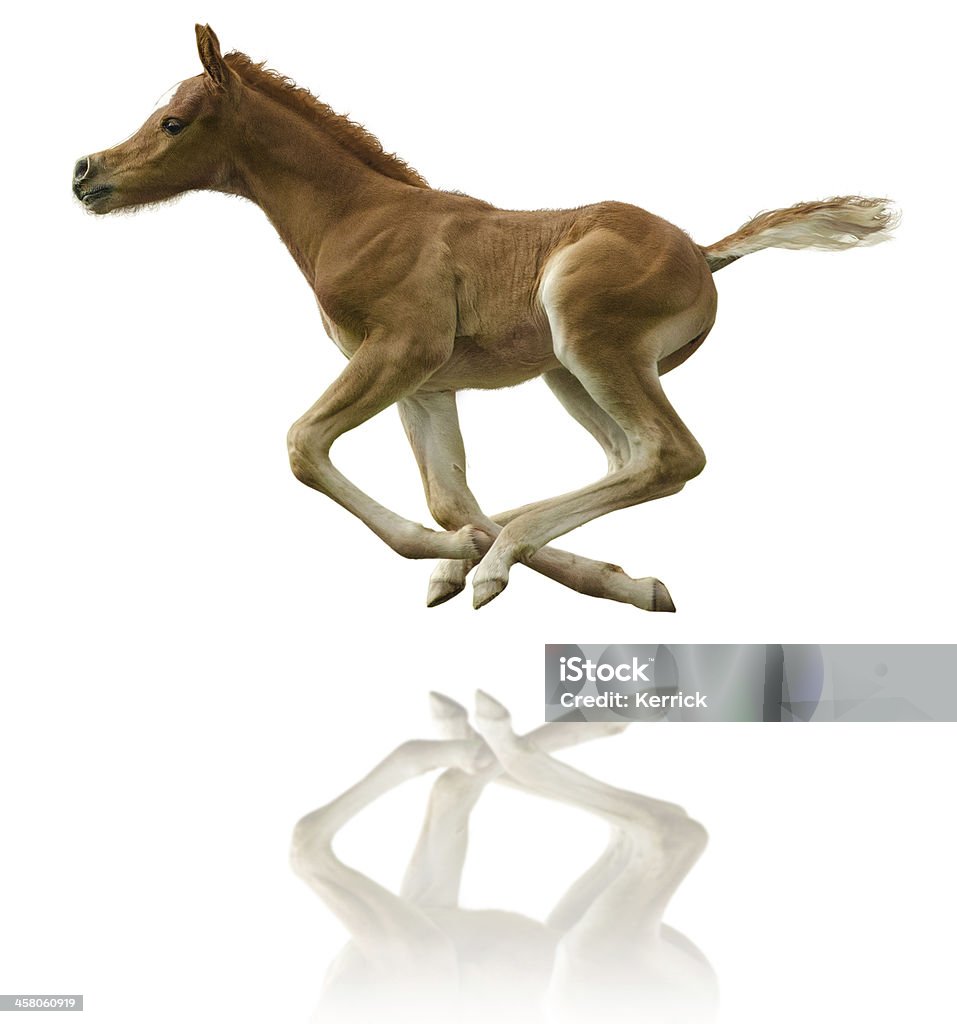 Arabian horse Fohlen galloping-isoliert auf weiss - Lizenzfrei Fohlen Stock-Foto