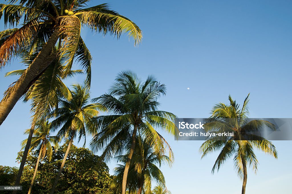 Alto árvores de Palma de Coco - Royalty-free Azul Foto de stock