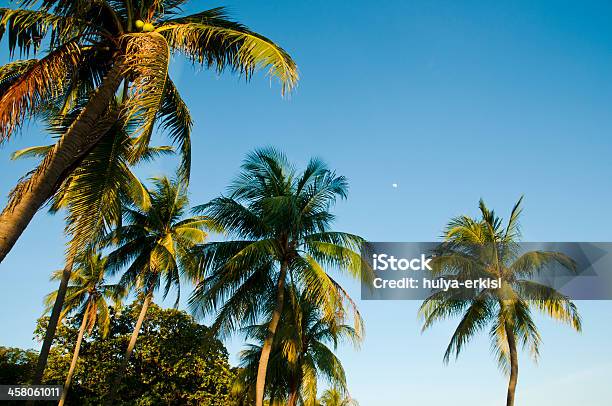 Alto Árvores De Palma De Coco - Fotografias de stock e mais imagens de Azul - Azul, Clorofila, Cor verde