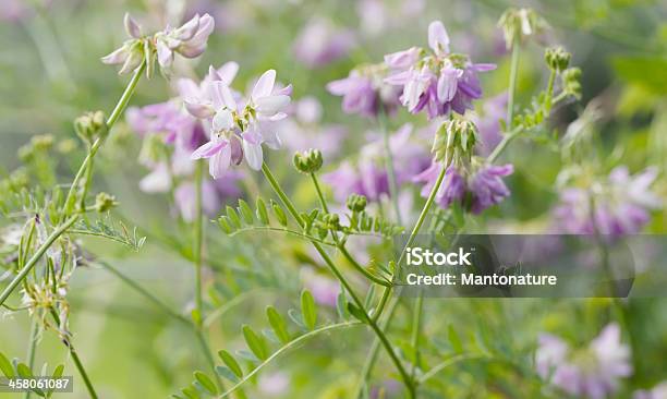 Crown Vetch Stock Photo - Download Image Now - Beauty In Nature, Close-up, Clover