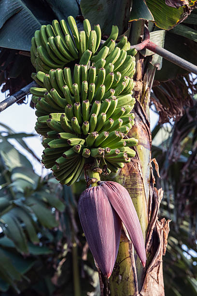 La Palma 2013 - Bananenstaude La Palma in 2013 - Banana tree kultivieren stock pictures, royalty-free photos & images