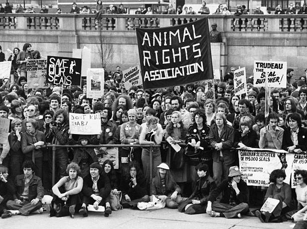 Anti Seal Hunting Demonstration Stock Photo - Download Image Now -  1970-1979, Protest, Animal Welfare - iStock