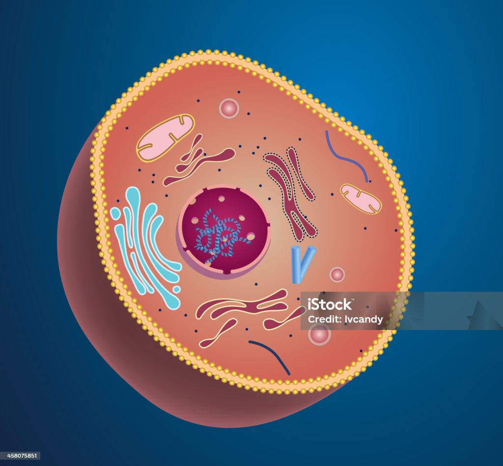 Struttura cellulare - arte vettoriale royalty-free di Cellula