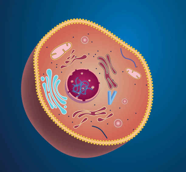 Cell structure Gradient and transparent effect used. human cell nucleus stock illustrations