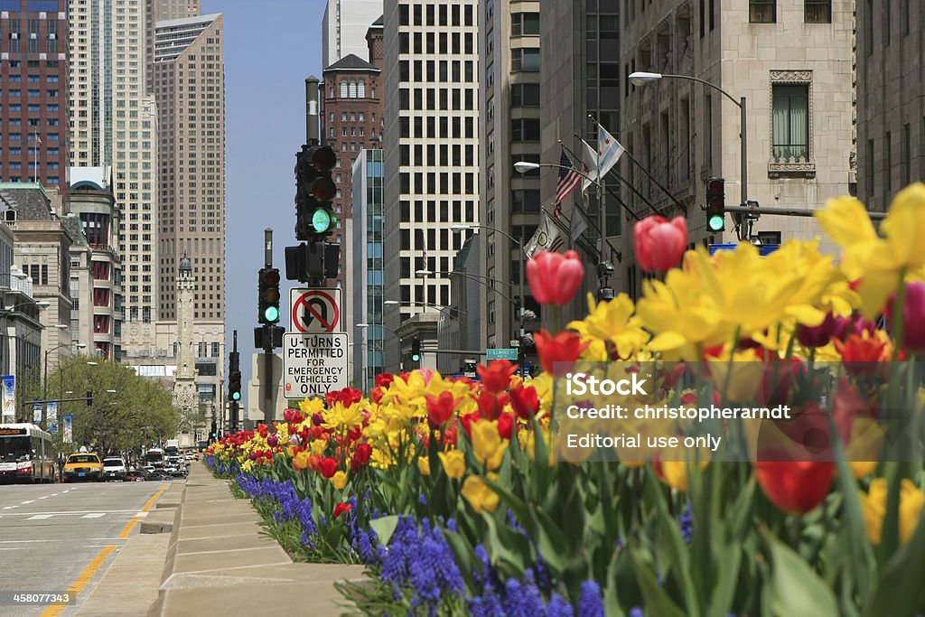 Chicago North Michigan Avenue тюльпаны - Стоковые фото Без людей роялти-фри