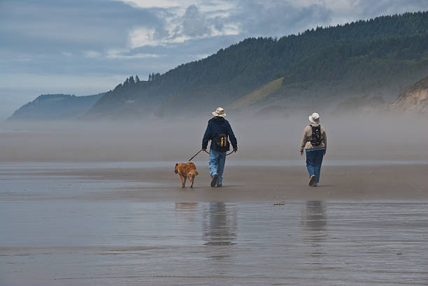 Elderly Couple Walking a Dog Carl G. Washburne Memorial State Park, yyy, USA - July 11, 2011: An elderly couple walk their dog on the foggy Pacific Coast in Oregon. Their reflection can be seen in the wet sand. This scene was captured at Heceta Beach. jeff goulden domestic animal stock pictures, royalty-free photos & images