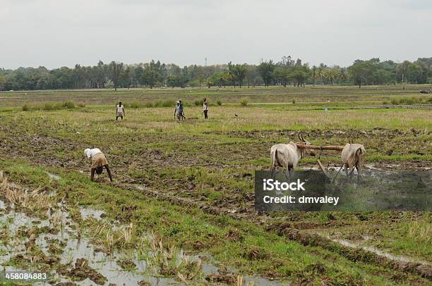 Farmers Plowing Soil For New Crops Stock Photo - Download Image Now - Agricultural Field, Agriculture, Animal-Powered Vehicle