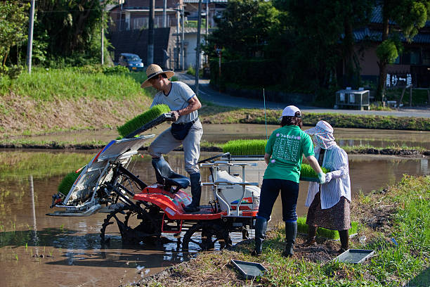 Japanese farmer on tractor planting rice shoots stock photo