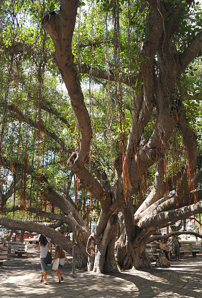 Lahaina Banyan Tree stock photo