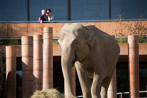 Portrait of the Indian elephant (Elephas maximus indicus)