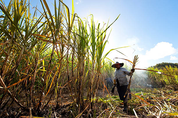Elderly Asian farmer in sugarcane field during harvest. Workers are harvesting sugarcane.