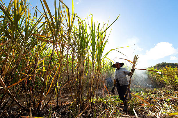 Woman harvesting sugar canes stock photo