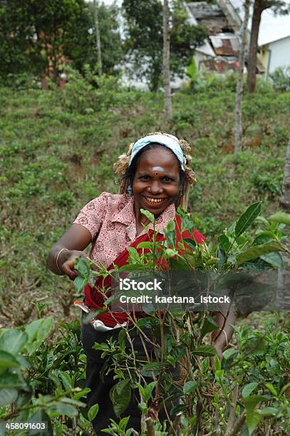 Woman 茶葉のお集まりにはリビングスリランカ - アジア大陸のストックフォトや画像を多数ご用意 - アジア大陸, インド人, インド文化