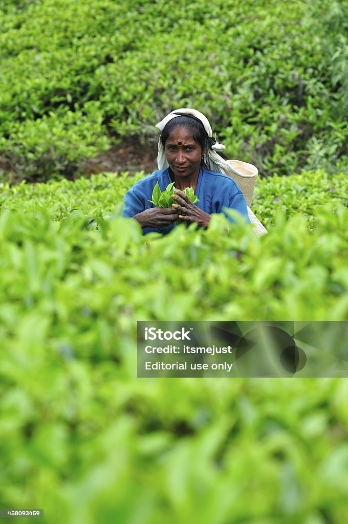 Mulher do Sri Lanka seleção de folhas de chá. - Foto de stock de Adulto royalty-free