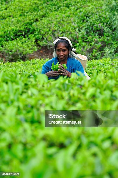 Foto de Mulher Do Sri Lanka Seleção De Folhas De Chá e mais fotos de stock de Adulto - Adulto, Camellia sinensis, Campo