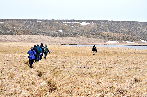 St Paul Island, United States- May 31, 2009: A group of birdwatchers follow the tour leader through a tundra wetlands area on St. Paul Island in the Alaskan Pribilof Islands.