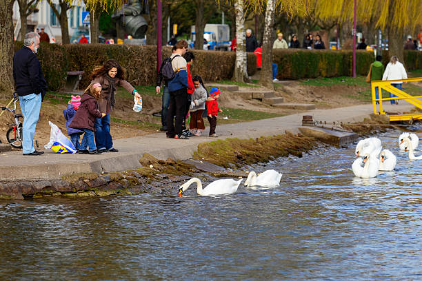 Bird Feeding "Remich, Luxembourg - March 12, 2011: Many families with children to feed the swans and other birds on the shore of the river Moselle, a favorite destination on weekends. In the background  the city promenade." remich stock pictures, royalty-free photos & images