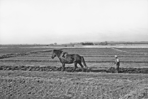 Public exhibition on how to plough.Vallby, Sweden