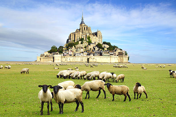 mont saint michel. - sheep flock of sheep pasture mountain foto e immagini stock