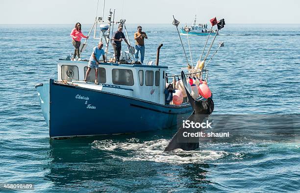 Bay Of Fundy Whale Watching Stockfoto und mehr Bilder von Neuschottland - Neuschottland, Wal, Walbeobachtung