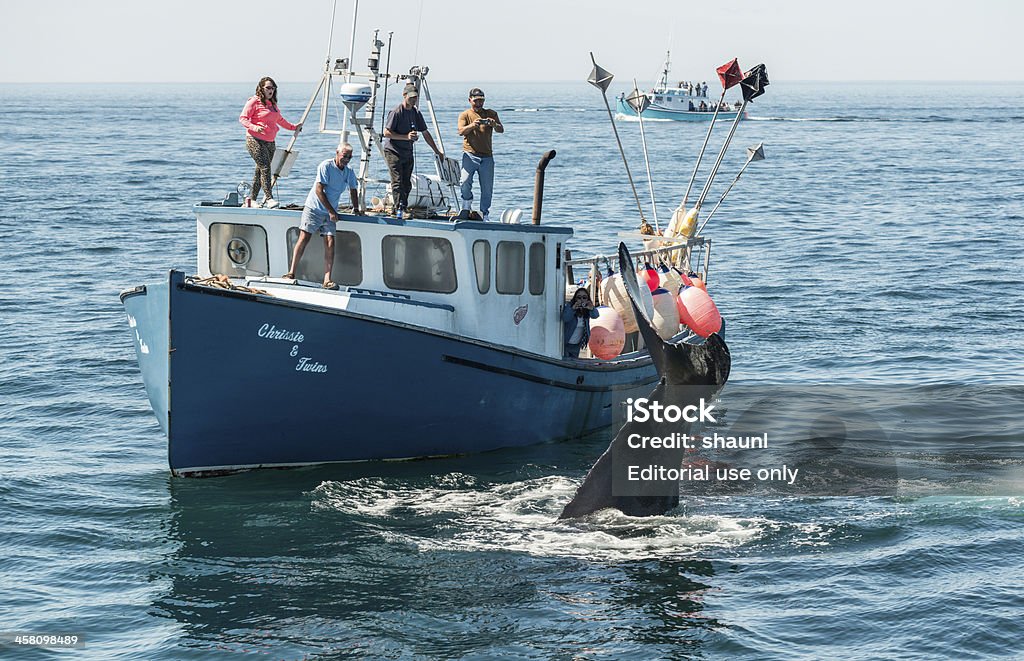 Bahía de Fundy observación de ballenas - Foto de stock de A ver ballenas libre de derechos