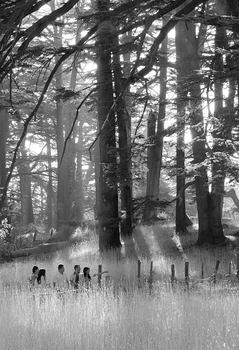 The Cedars, Lebanon - September 9, 2010: A group of five people enjoy the beauty of an old growth cedar grove near the town of Bcharre. Late afternoon sunlight is streaming through the trees, some of which are more than a thousand years old
