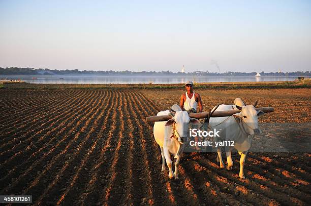 Plowing Paddy Stock Photo - Download Image Now - Myanmar, Rice - Cereal Plant, Rice - Food Staple